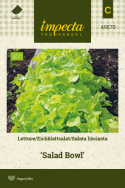 Pflücksalat 'Salad Bowl'