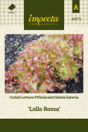 Pflücksalat 'Lollo Rossa'
