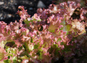 Pflücksalat 'Lollo Rossa'