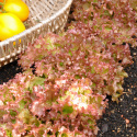 Pflücksalat 'Lollo Rossa'
