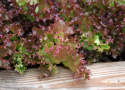 Pflücksalat 'Lollo Rossa'