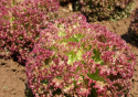 Pflücksalat 'Lollo Rossa'