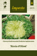 Endiviensalat 'Riccia d'Olivet'