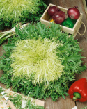 Endiviensalat 'Riccia d'Olivet'