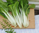 Pak Choi F1 'Joi Choi'