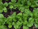 Feldsalat 'Verte de Cambrai'