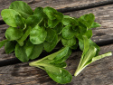 Feldsalat 'Verte de Cambrai'