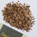 Feldsalat 'Vit'