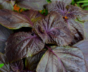 Grüner Shiso