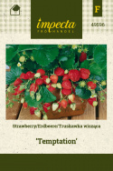 Erdbeere 'Temptation'