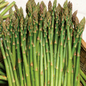 Grüner Spargel 'Mary Washington'