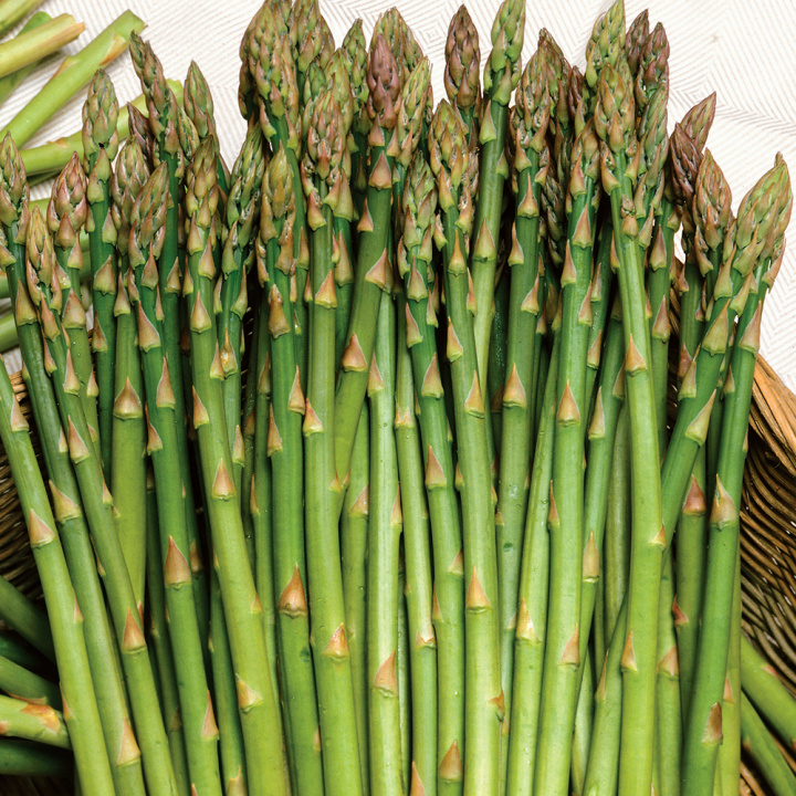 Grüner Spargel 'Mary Washington'