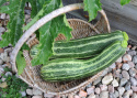 Zucchini 'Tapir'