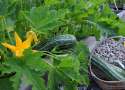 Zucchini 'Tapir'