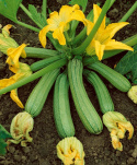 Zucchini 'Genovese'
