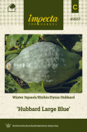 Kürbis 'Hubbard Large Blue'