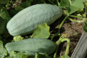 Kürbis 'Hubbard Large Blue'