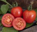 Kirschtomate 'Gardener's Delight'