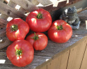 Fleischtomate 'Brandywine'