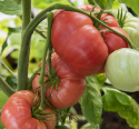 Fleischtomate 'Brandywine'
