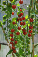Kirschtomate 'Cherrola'