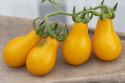 Kirschtomate 'Yellow Pearshaped'
