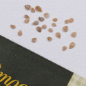 Pflaumentomate 'Cuor di bue'