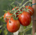Tomate 'Tigerella'