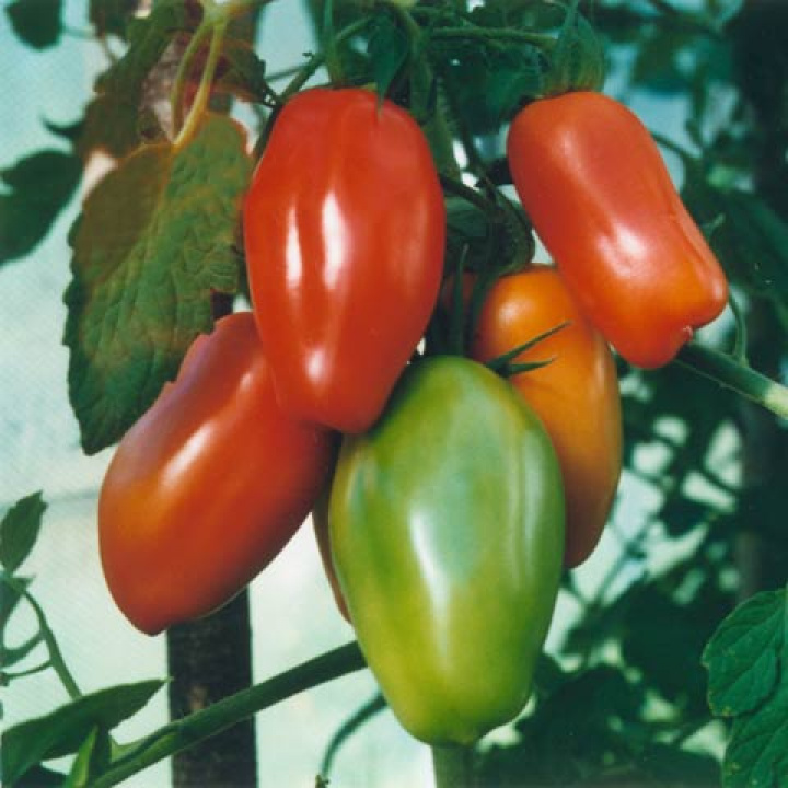 Flaschentomate 'Supermarzano'