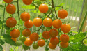 Kirschtomate F1 'Sungold'