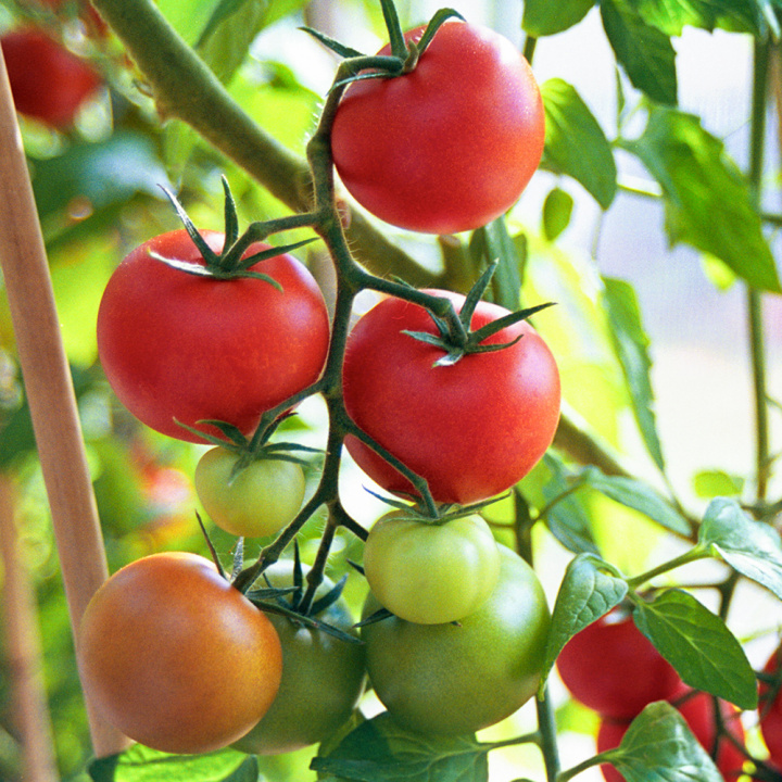 Tomate 'Shirley'