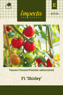 Tomate 'Shirley'