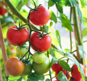 Tomate 'Shirley'