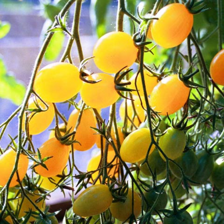 Kirschtomate 'Ildi'