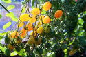 Kirschtomate 'Ildi'