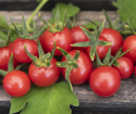 Wildtomate 'Currant Red'
