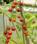Wildtomate 'Currant Red'