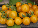 Wildtomate 'Currant Yellow'