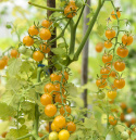 Wildtomate 'Currant Yellow'