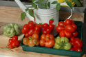 Tomate 'Voyage'