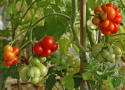 Tomate 'Voyage'