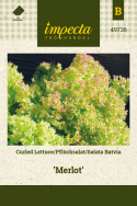 Pflücksalat 'Merlot'
