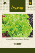 Pflücksalat 'Rekord'