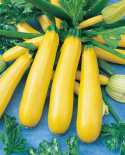 Zucchini 'Atena Polka'
