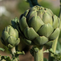 Artischocke 'Green Globe'
