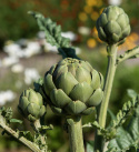 Artischocke 'Green Globe'