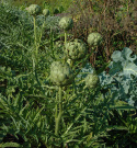 Artischocke 'Green Globe'