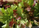 Pflücksalat Baby Leaf mix'