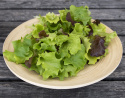 Pflücksalat Baby Leaf mix'