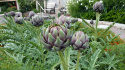 Artischocke 'Violet de Provence'